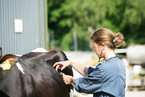 Activevet Health Care